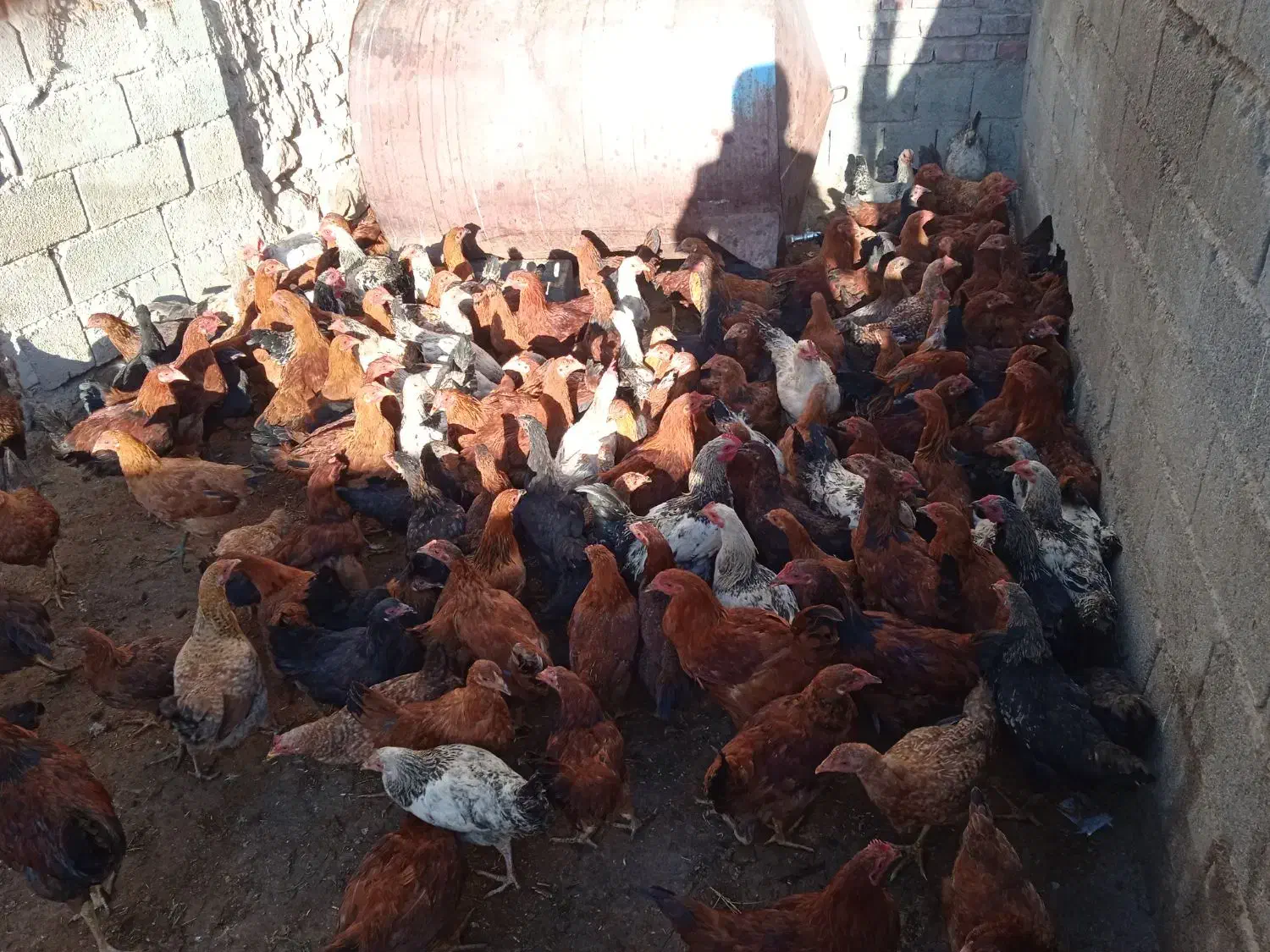 فروش جوجه|حیوانات مزرعه|کشاورز, |دیوار