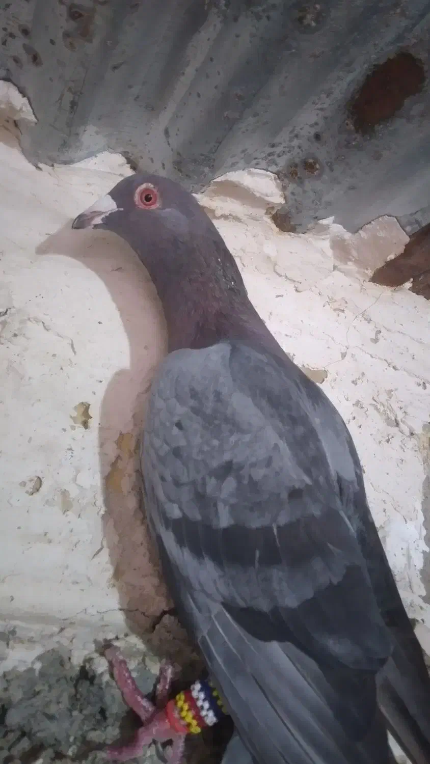 کبوتر سبز|پرنده|تاکستان, |دیوار