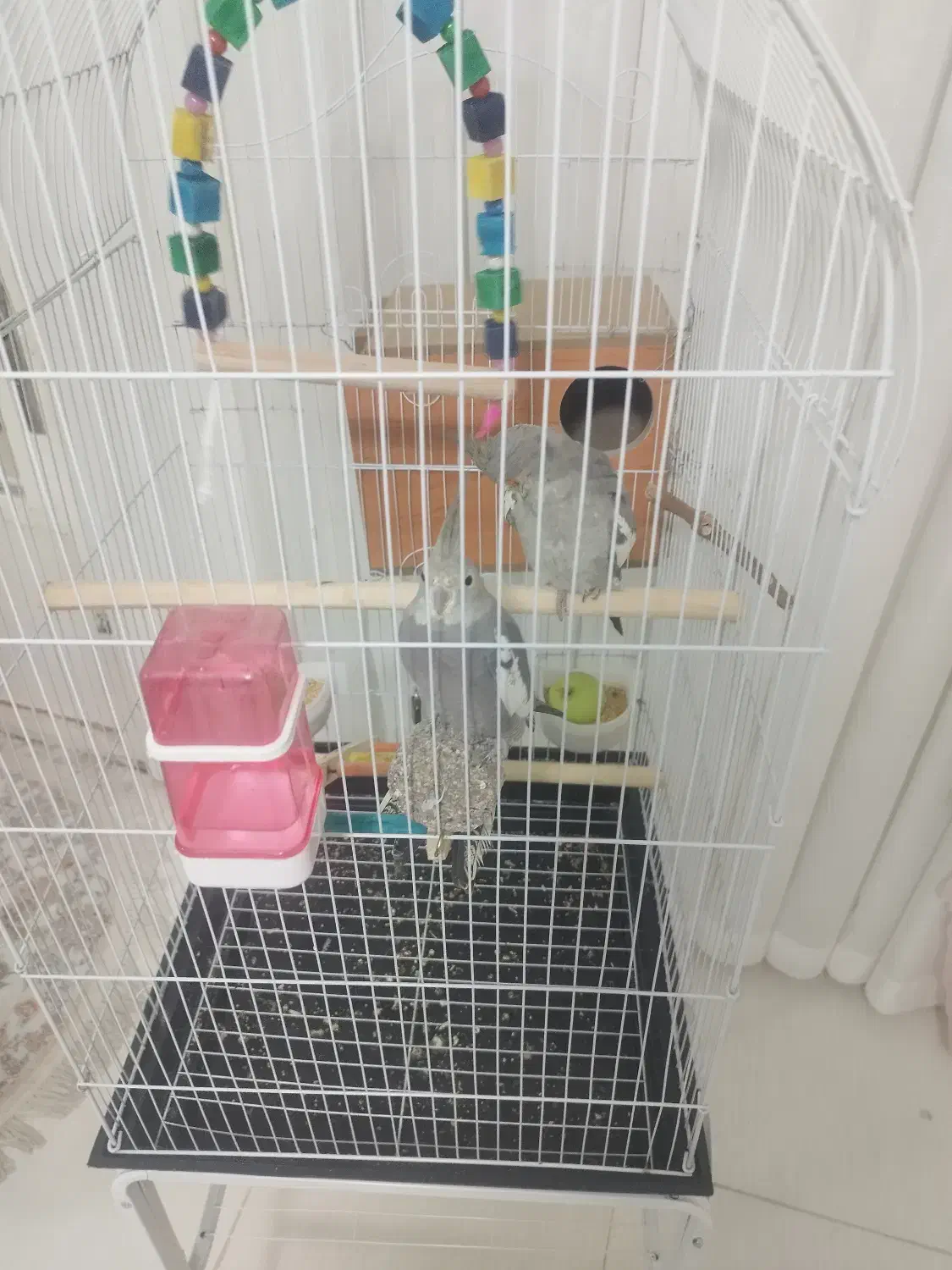 عروس هلندی|پرنده|نسیمشهر, |دیوار