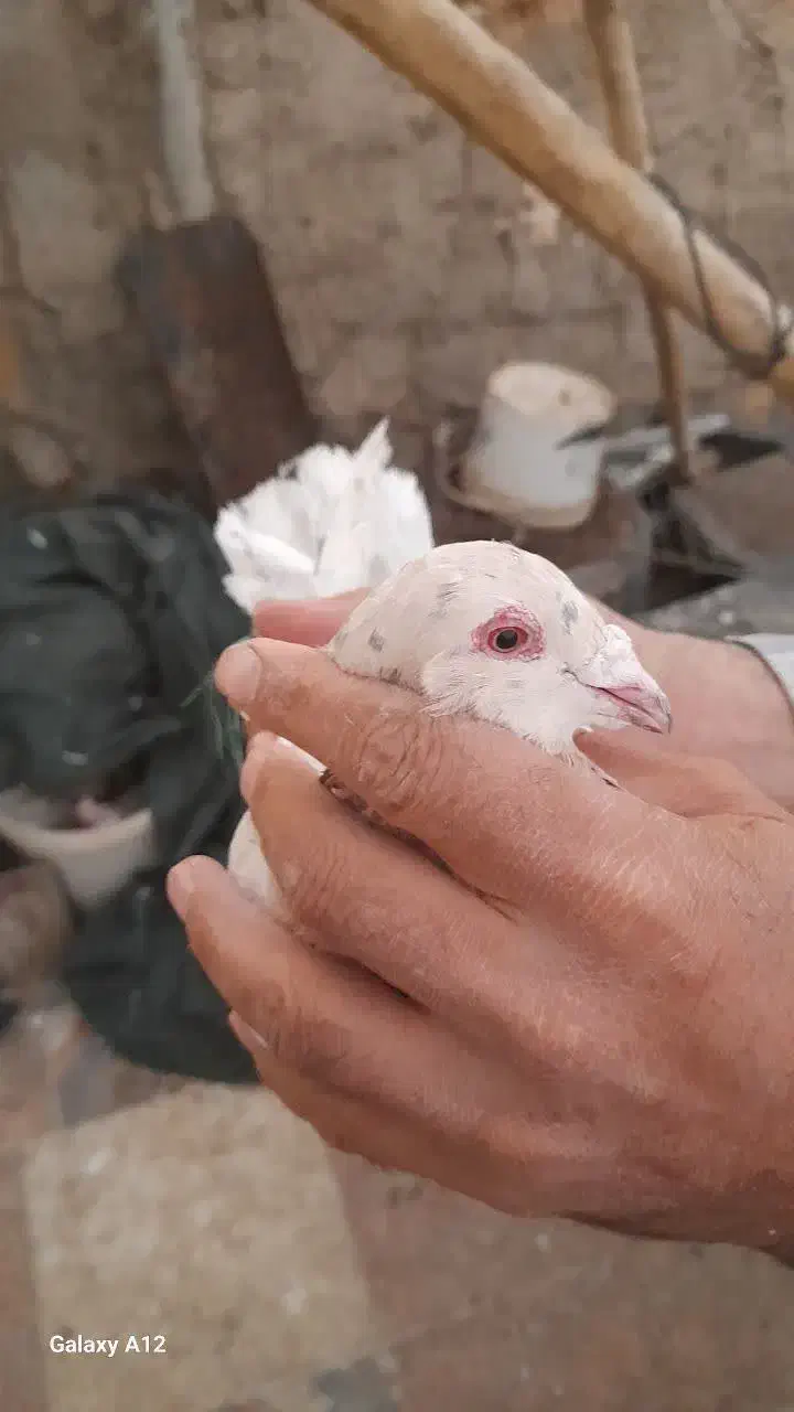 کبوتر زاجر|پرنده|مهریز, |دیوار