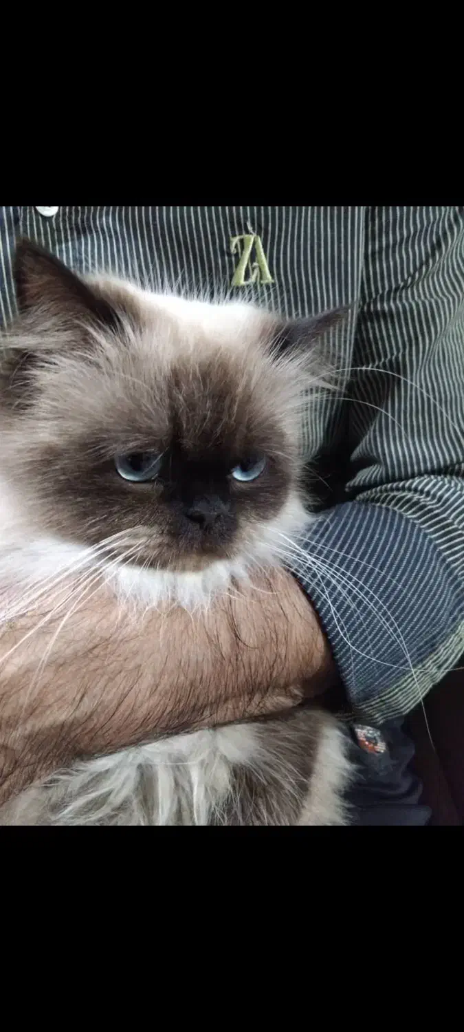 گربه پرشین|گربه|ماسال, |دیوار