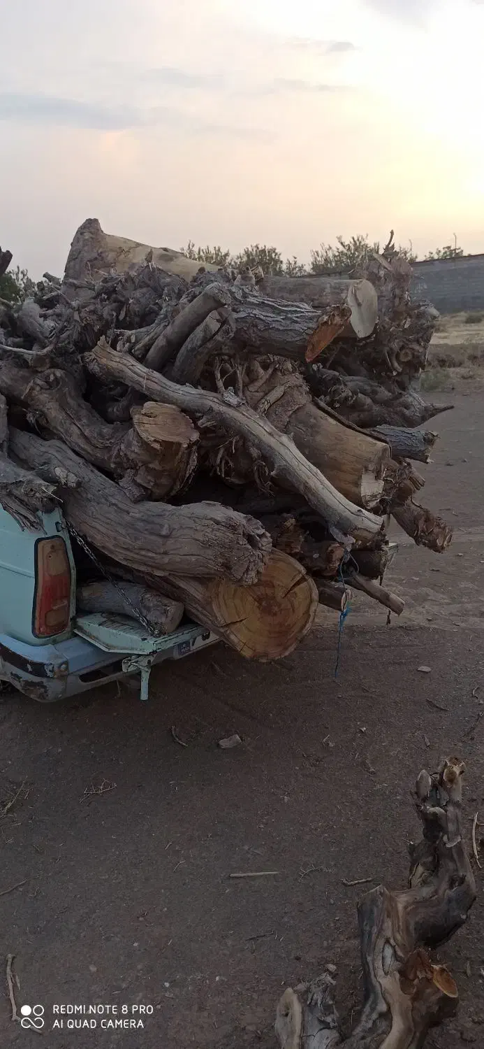 برش و بریدن و اصلاح درخت وخرید چوب|خدمات باغبانی و درختکاری|گناباد, |دیوار