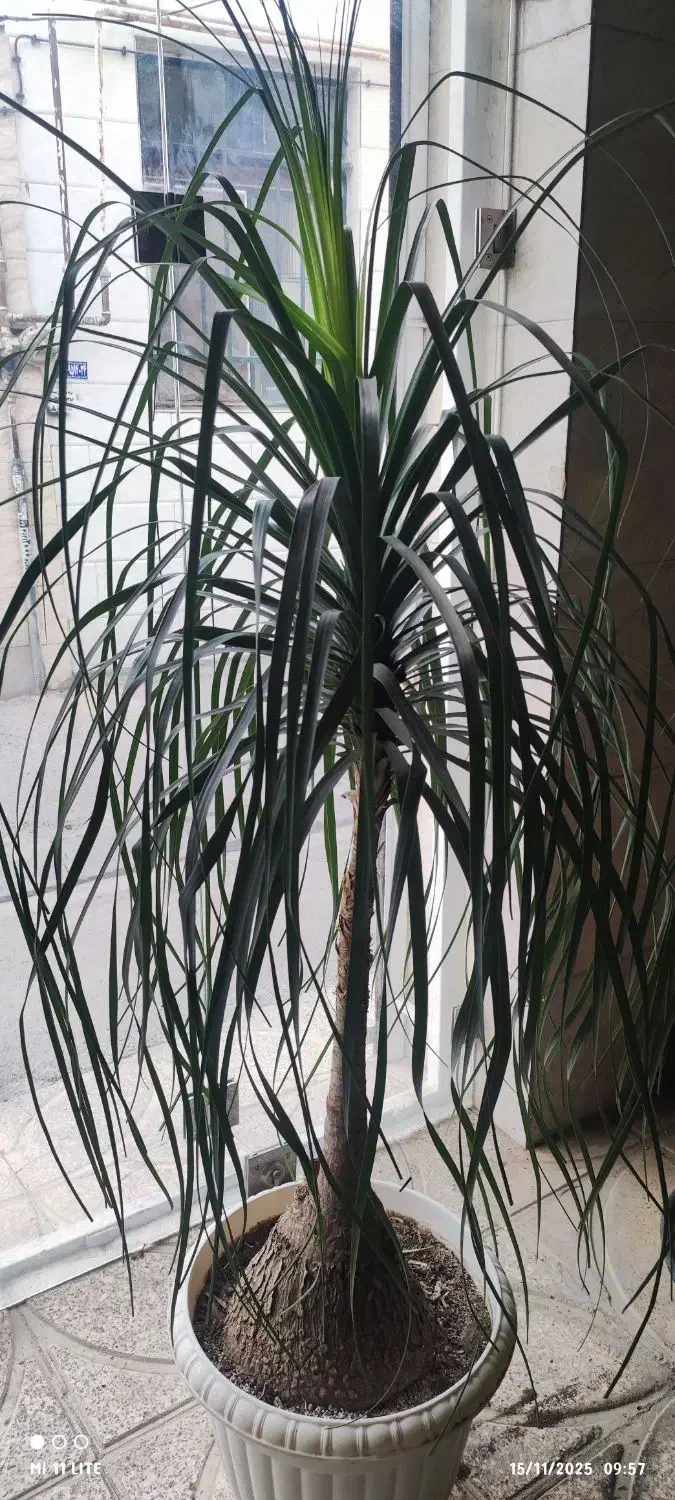 گل بامبو .یوکا .گلدان شیشه ای|گل و گیاه طبیعی|ورامین, ورامین|دیوار