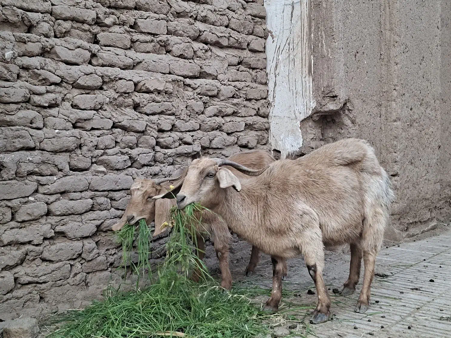 فروش گوسفند|حیوانات مزرعه|بم, |دیوار