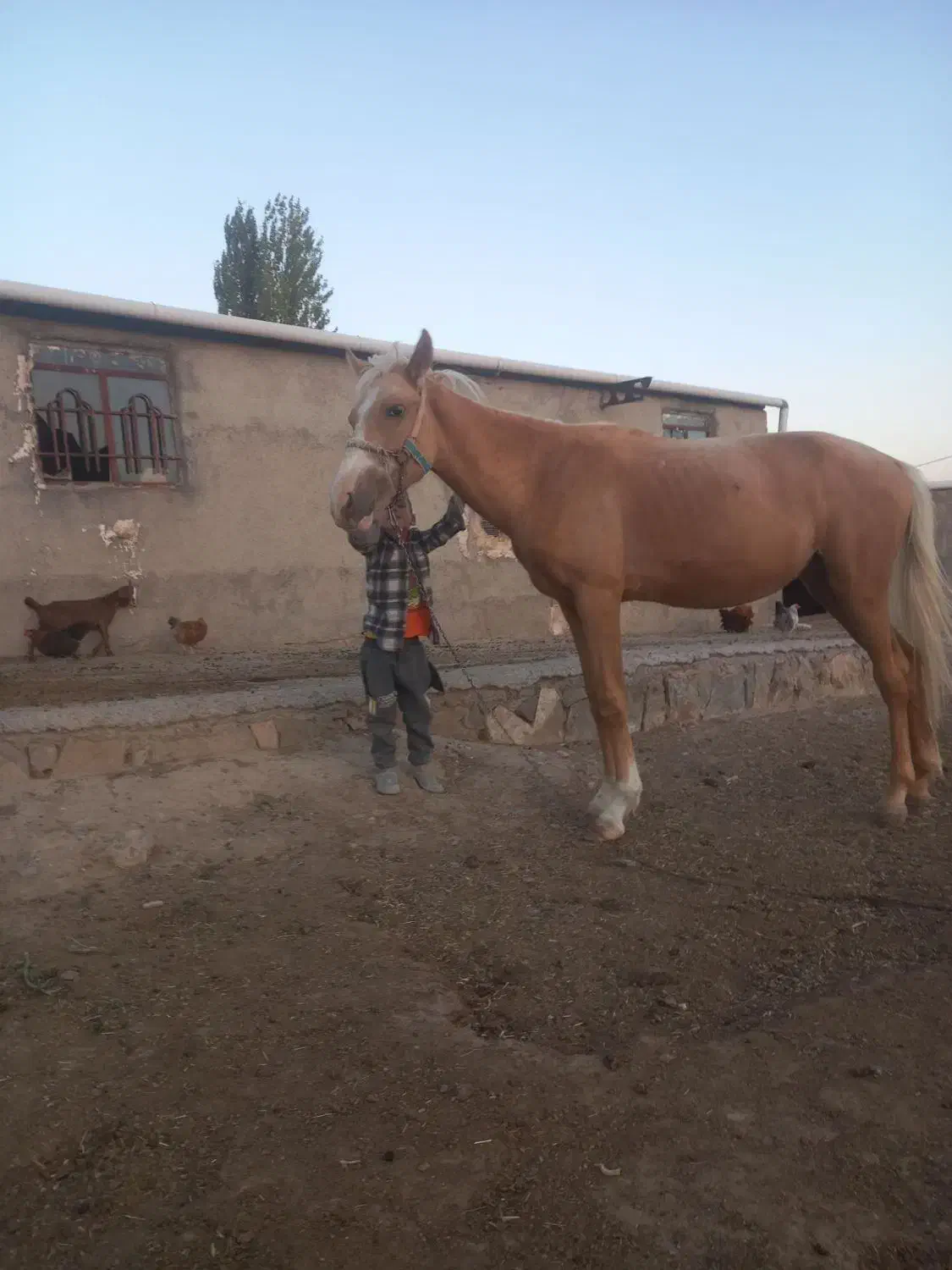 اسب|اسب و تجهیزات اسب‌سواری|مشهد, رباط طرق|دیوار