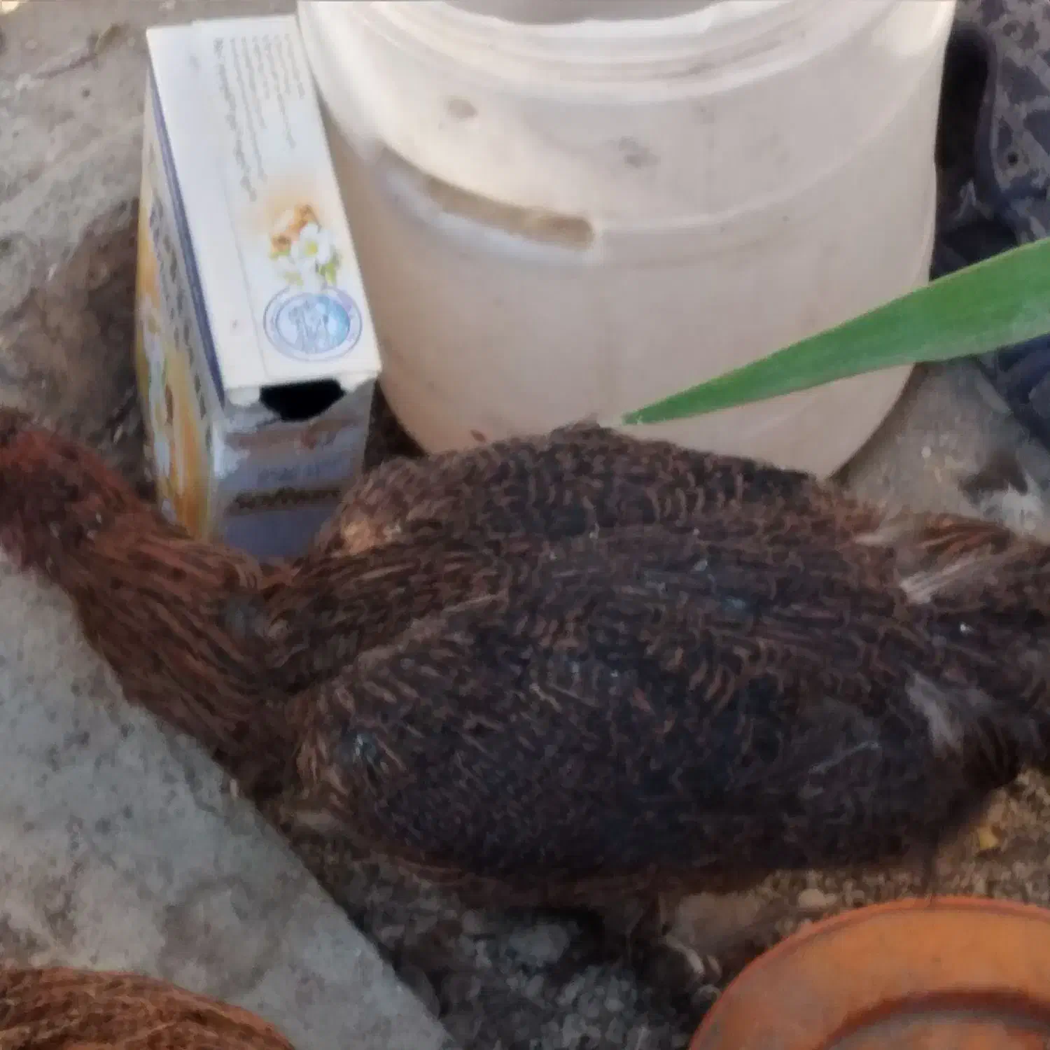 فروش تعدادی مرغ و خروس|حیوانات مزرعه|شهریار, شهریار|دیوار