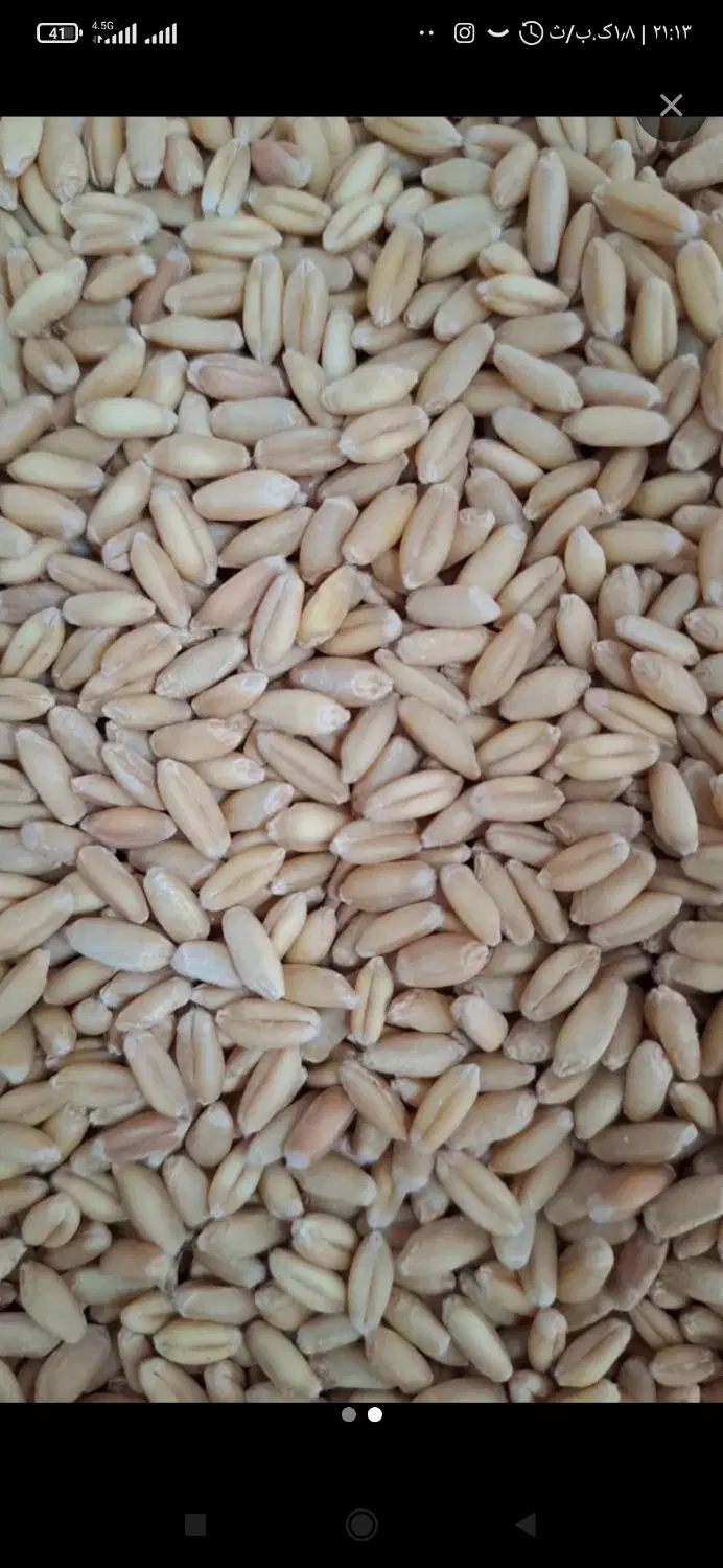 گندم|گل و گیاه طبیعی|کبودرآهنگ, |دیوار