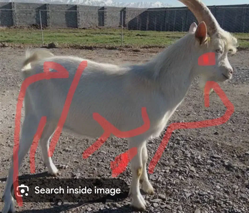 بزغاله نر سانن|حیوانات مزرعه|سراب, |دیوار