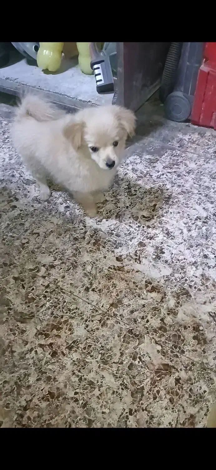 پامران روباهی|سگ|سنندج, |دیوار