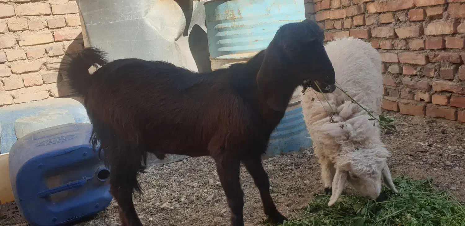 نر بز مری..شنک|حیوانات مزرعه|خاش, |دیوار