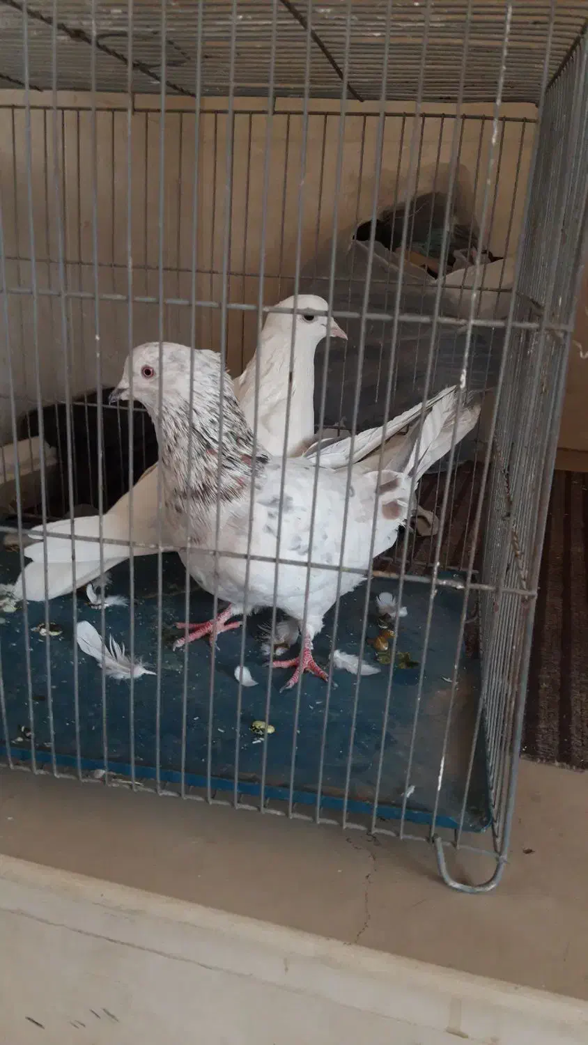 کفتر تهرونی به شرط پرش و بازی|پرنده|برخوار, |دیوار