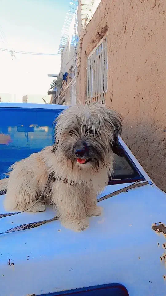 فروشی|سگ|تربت جام, والفجر|دیوار