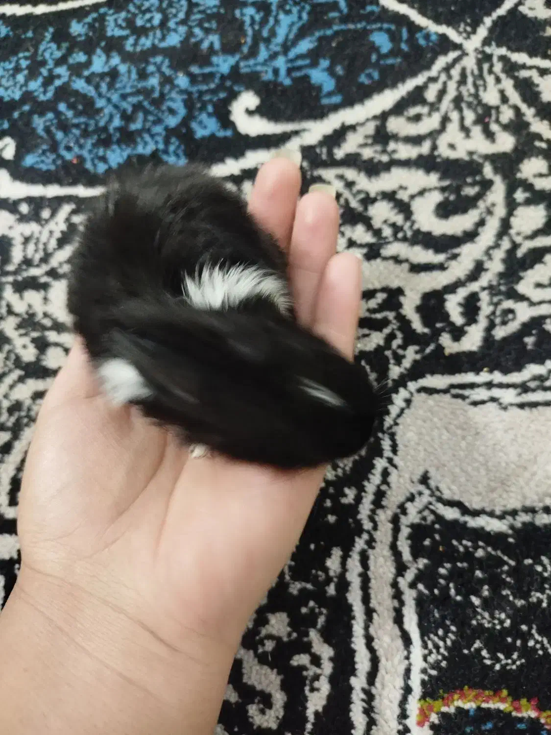 بچه خرگوش|موش و خرگوش|فسا, |دیوار