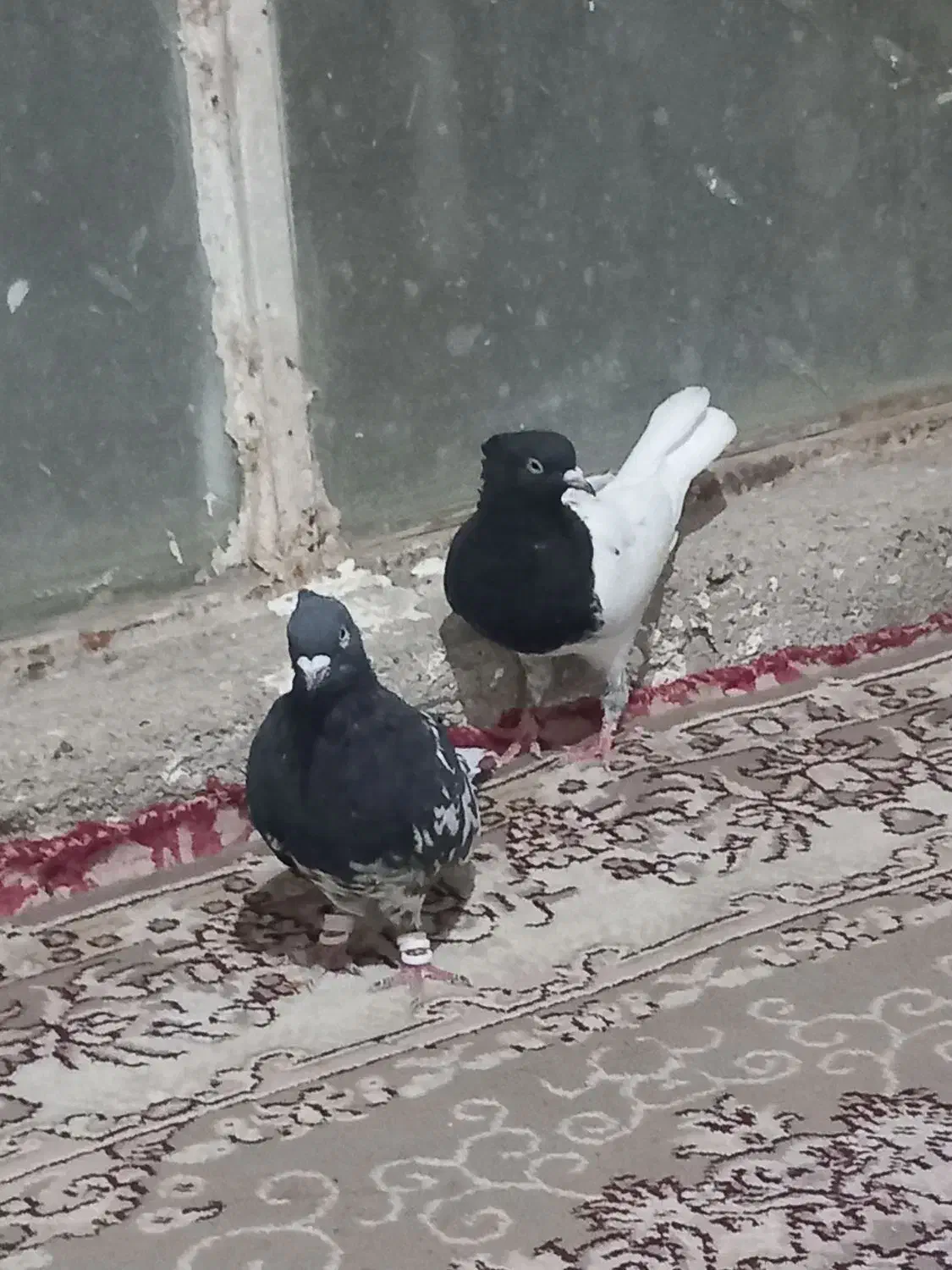 کفتر|پرنده|مشهد, کوشک مهدی|دیوار