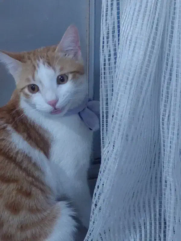 عقیم سازی|گربه|رشت, منظریه|دیوار