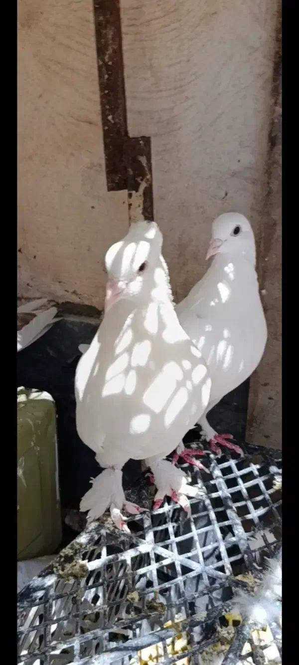 کبوتر|پرنده|کرمان, |دیوار