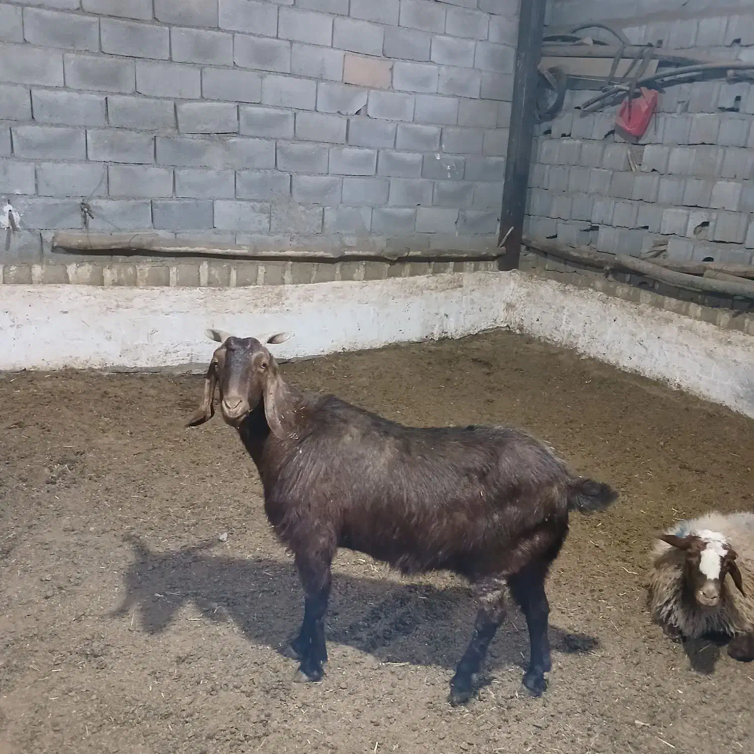 باسلام|حیوانات مزرعه|خانمیرزا, |دیوار