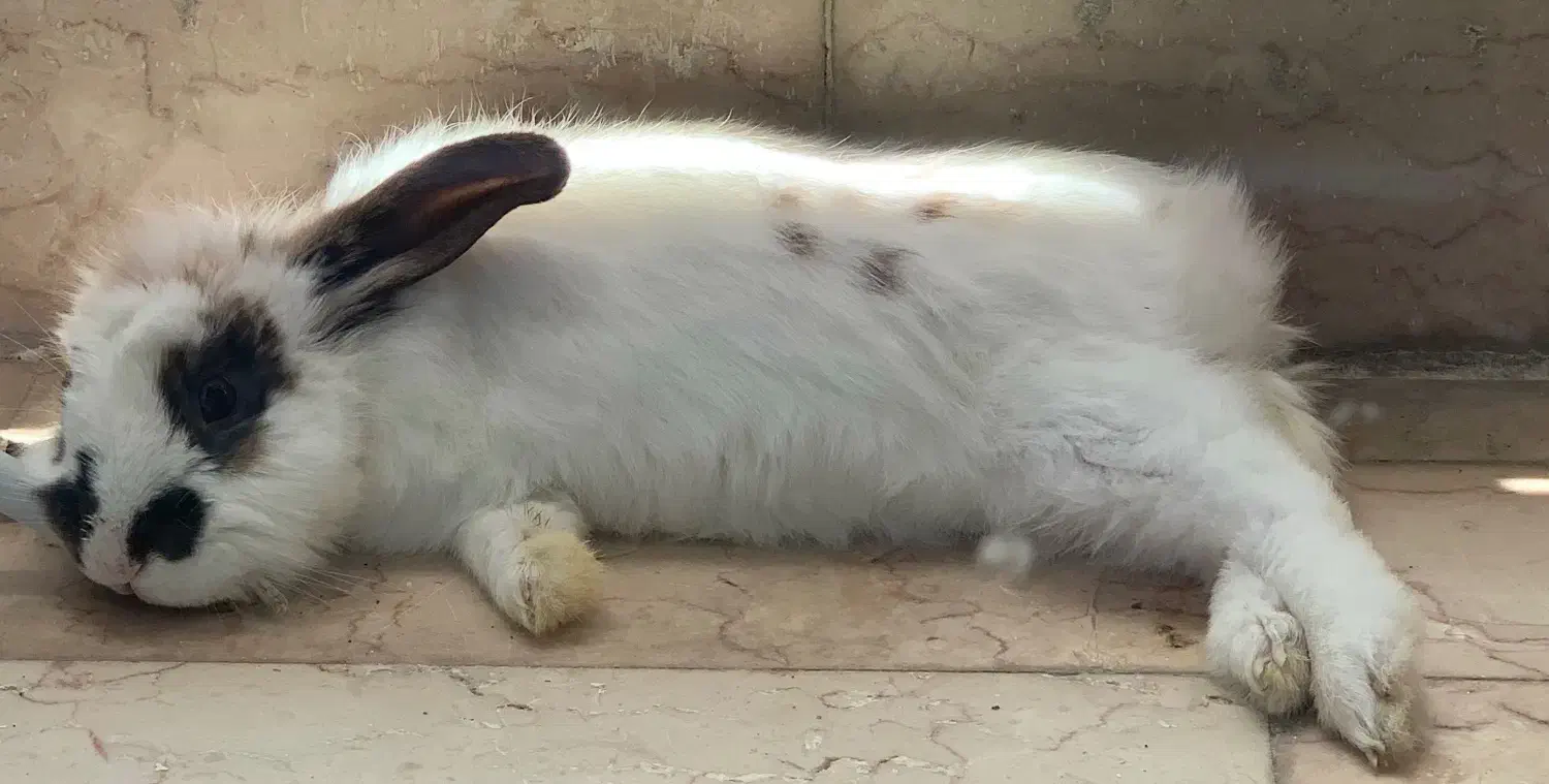 خرگوش لُپ|موش و خرگوش|قزوین, |دیوار