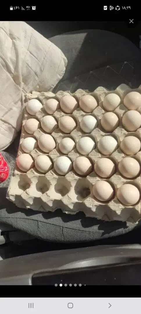 تخم مرغ نطفه دار|حیوانات مزرعه|برخوار, |دیوار