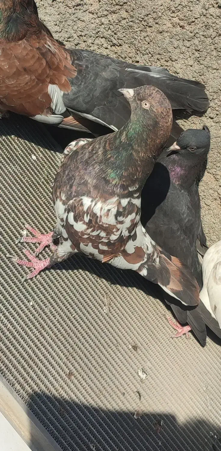 کوی علوی|پرنده|اهواز, کوی علوی|دیوار