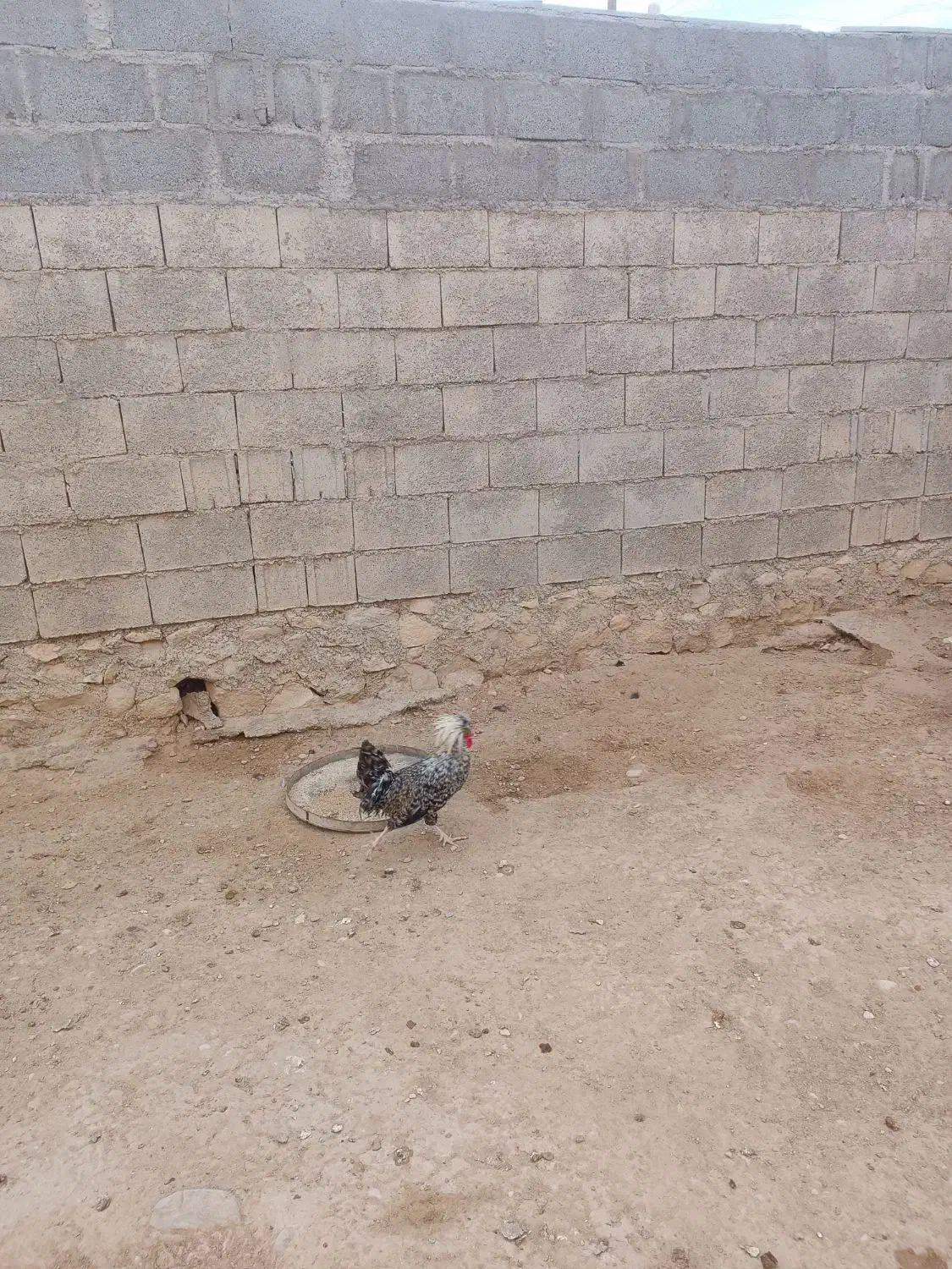 خروس لهستانی|حیوانات مزرعه|خورموج, |دیوار