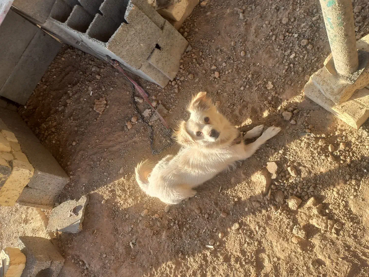 سگ اشپیتز ماده|سگ|خمینیشهر, |دیوار