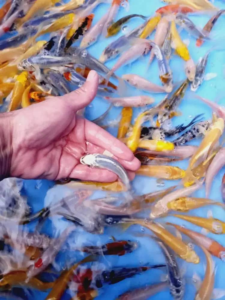 فروش ماهی گلدفیش کوی گرید بالا|ماهی|تهران, استاد معین|دیوار