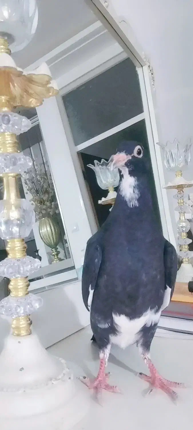 نرپلنگ|پرنده|یزدان شهر, |دیوار