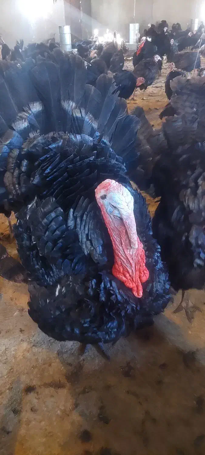 بوقلمون دوساله محلی|حیوانات مزرعه|مریوان, |دیوار