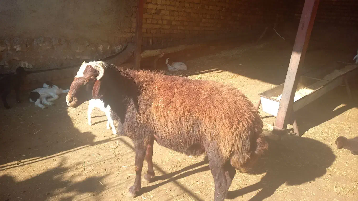 شک قوچ افشار|حیوانات مزرعه|ویسیان, |دیوار