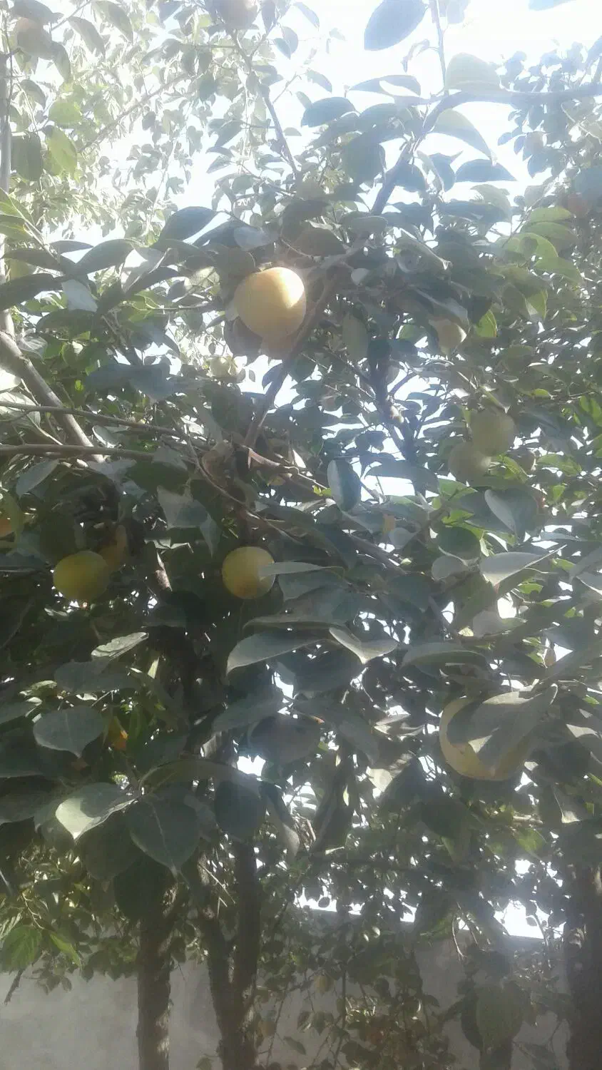 خرمالو تازه چین|حراج|آزادشهر, |دیوار