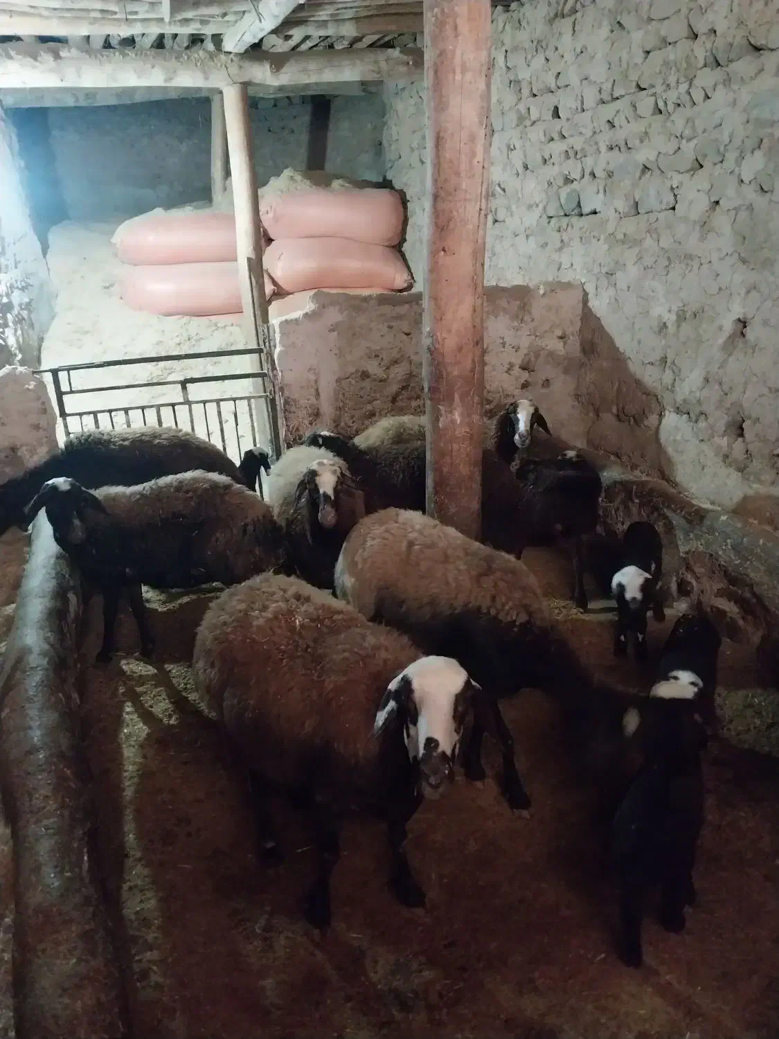 گوسفند فروشی دهکده سرسبز|حیوانات مزرعه|هشتگرد, هشتگرد قدیم|دیوار