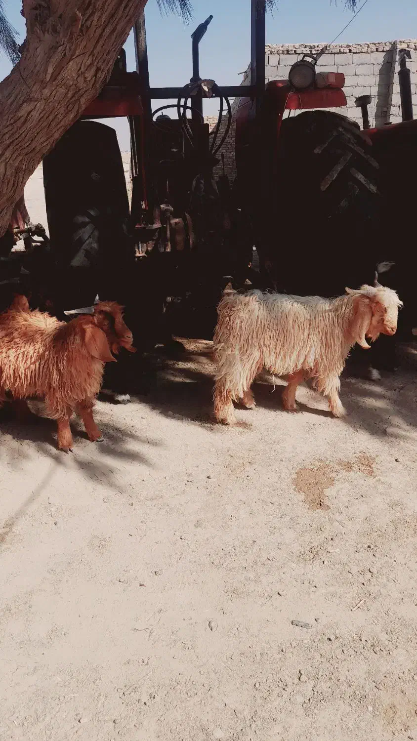 تعداد ۱۰عدد کهره نر|حیوانات مزرعه|قرقری, |دیوار