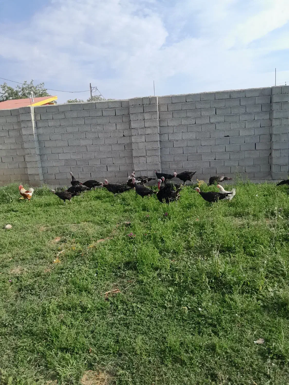 بقلمون محلی اورکانیک|حیوانات مزرعه|رزن, |دیوار