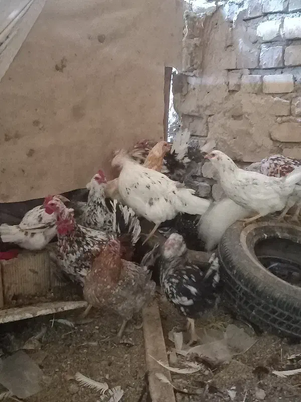 گلین|حیوانات مزرعه|قهدریجان, |دیوار