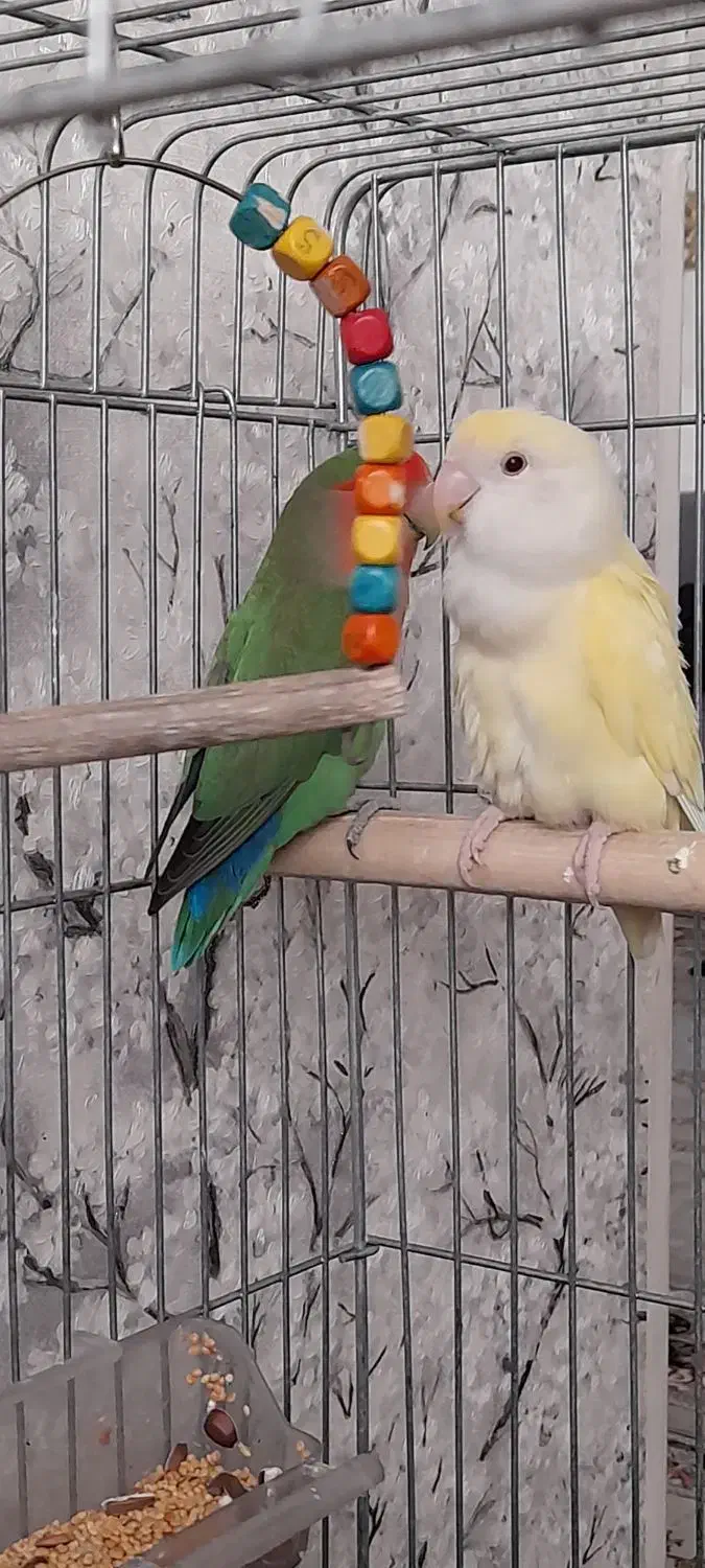 یک جفت طوطی برزیلی|پرنده|ری, عباس‌آباد|دیوار