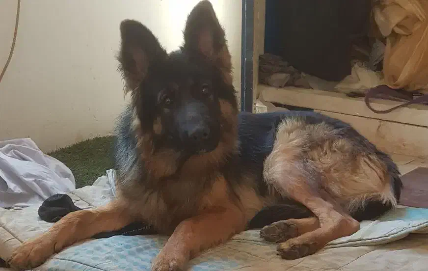 واگزاری سگ ژرمن شیپرد|سگ|فشم, |دیوار