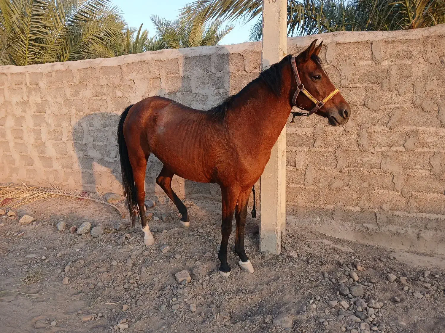 اسب مادیان اصیل خالص درشوری|اسب و تجهیزات اسب‌سواری|بم, |دیوار