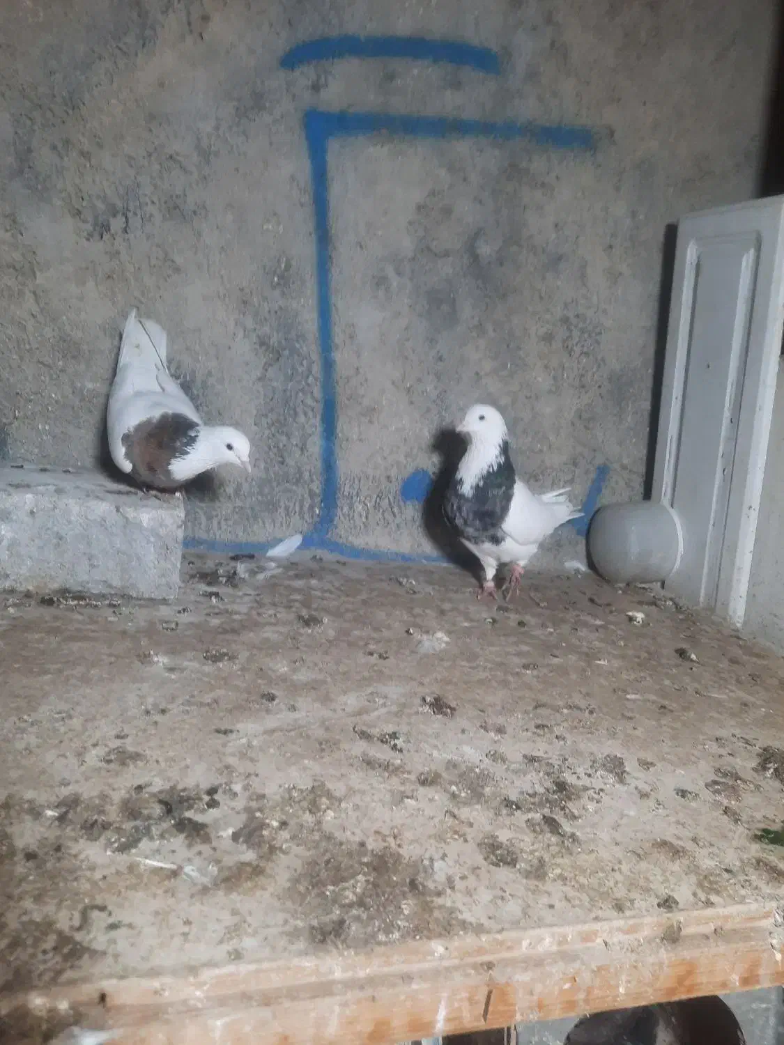 طوقی بی کاکل|پرنده|گلستان (تهران), |دیوار