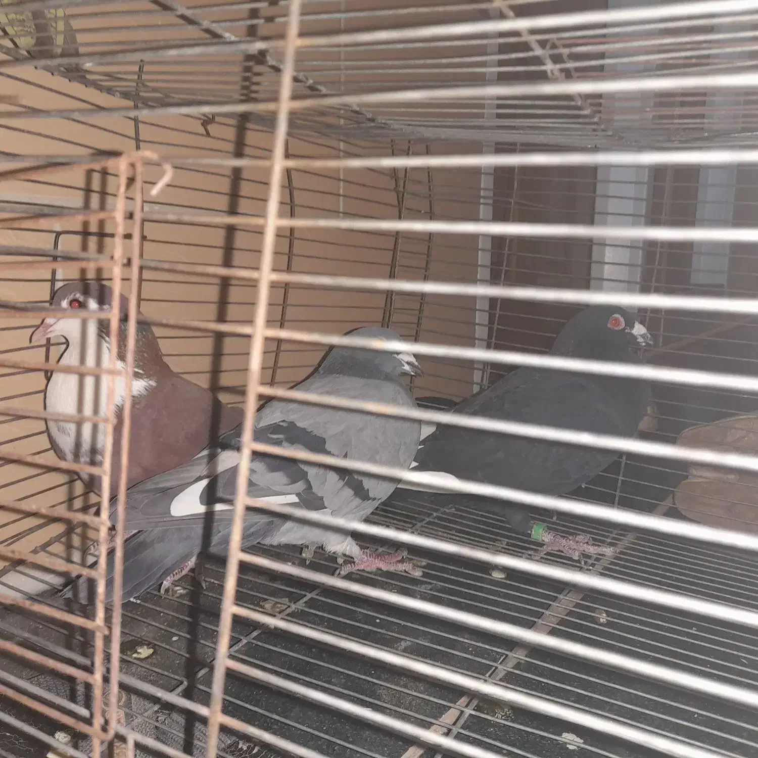 کبوتر پرید شده زمانتی|حیوانات|رفسنجان, |دیوار