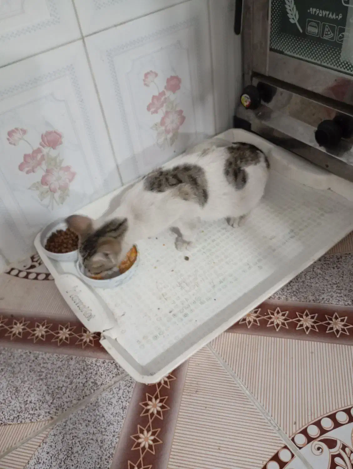 بچه گربه نر|گربه|گرگان, |دیوار