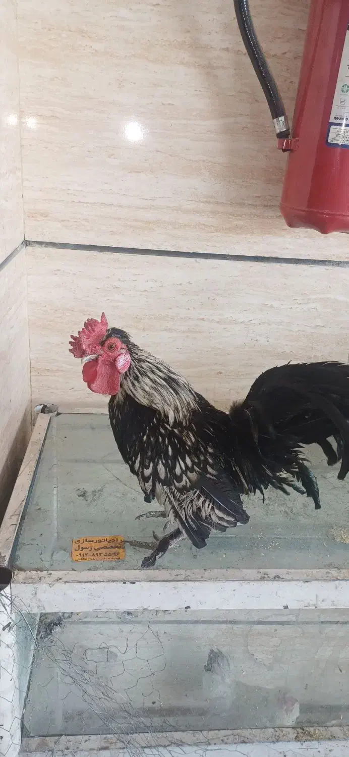 خروس و مرغ نژاد دار ۴تا جوجه پاپر مینیاتوری|حیوانات مزرعه|شهریار, شهرک مصطفی خمینی|دیوار