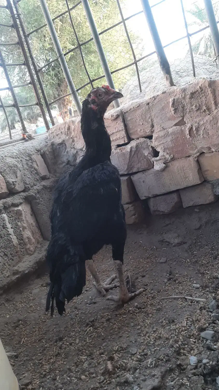 مرغ خروس|حیوانات مزرعه|ایرانشهر, |دیوار