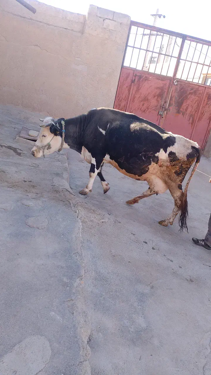 ماده گاو سیمیتال وزن 6000|حیوانات مزرعه|هرسین, |دیوار