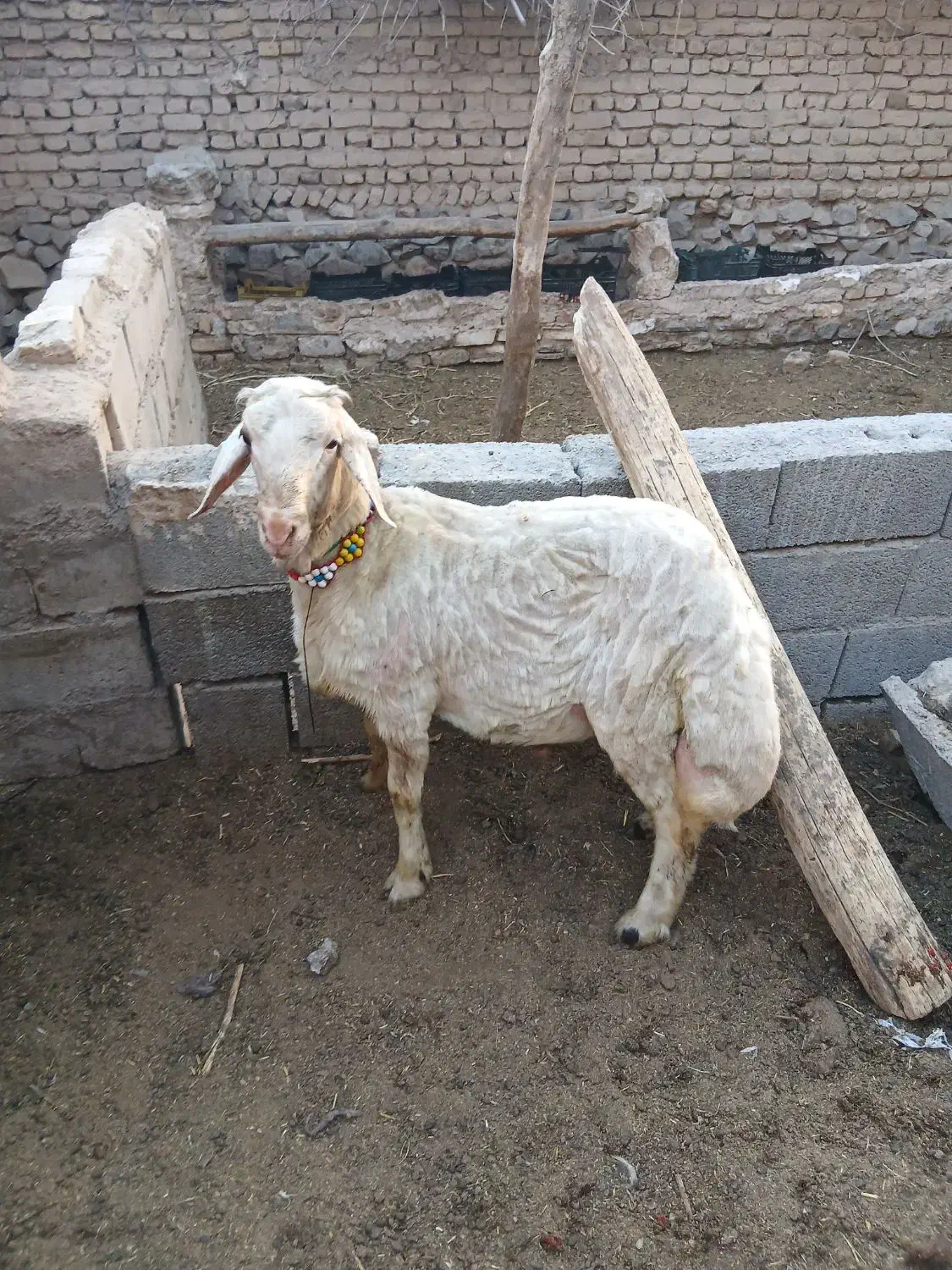 بره قوچی|حیوانات مزرعه|تربت‌حیدریه, حسنی بالا|دیوار