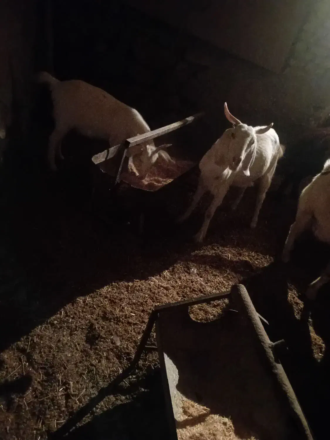 ۳ راس بز|حیوانات مزرعه|دامغان, |دیوار