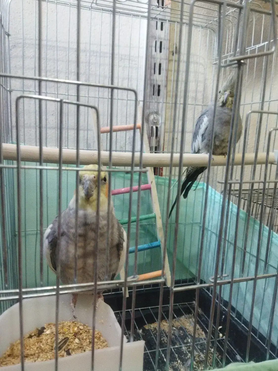 عروس هلندی نر و ماده|پرنده|هشتگرد, مدرس|دیوار