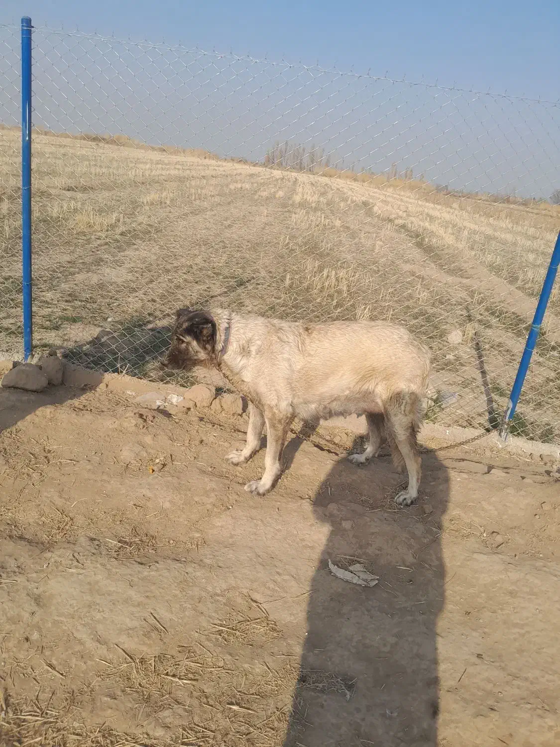 سگ ماده سراب|سگ|شوط, |دیوار