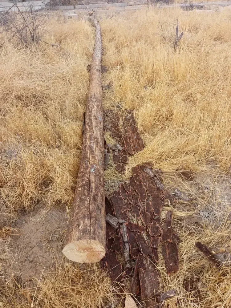 خریدارچوب ودرخت|خدمات باغبانی و درختکاری|شیراز, بریجستون|دیوار