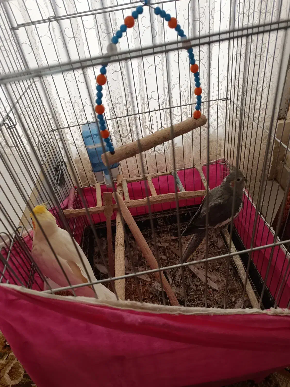 عروس هلندی|پرنده|نقده, |دیوار